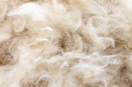 Symphony raw materials: SeaCell®