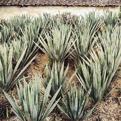 Matière première: fibre végétale avec le sisal (agave)